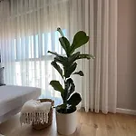 Bliss * טיראנה