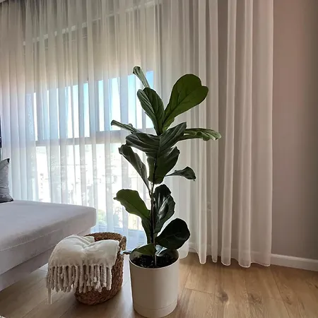 Bliss * تيرانا