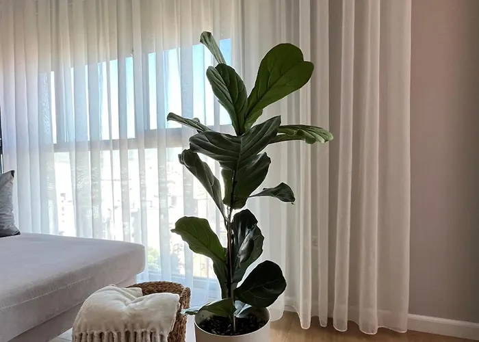 Bliss * تيرانا